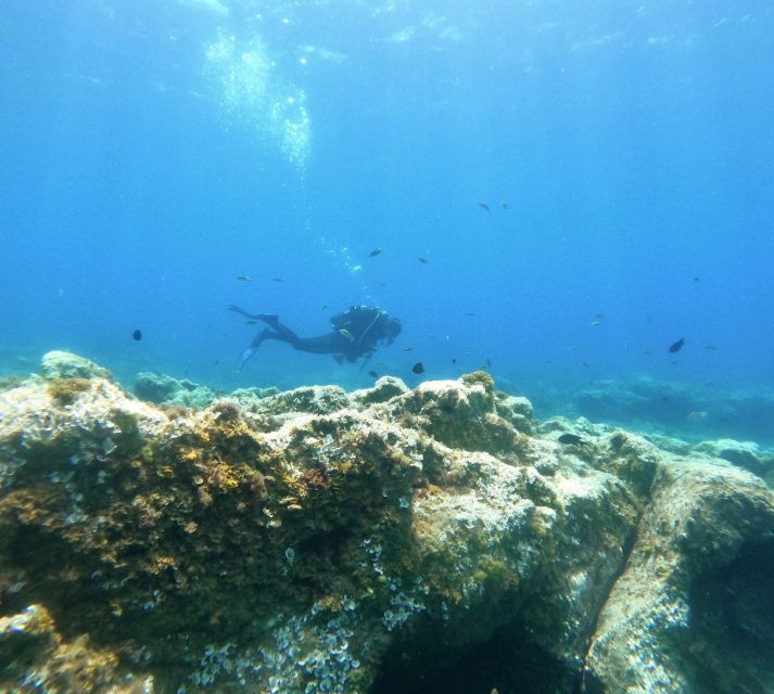 Tenerife: Puerto Colon Certified Scuba Dive by Speed Boat - Should You Book Puerto Colón’s Speedboat-Run Session?
