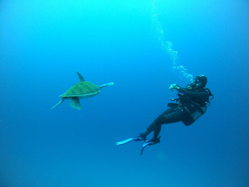 Tenerife: Puerto Colon Certified Scuba Dive by Speed Boat - The Speedboat Ride Along Tenerife’s South Coast