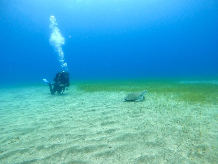 Tenerife: Puerto Colon Certified Scuba Dive by Speed Boat - In the Water: What the Guided Session Feels Like