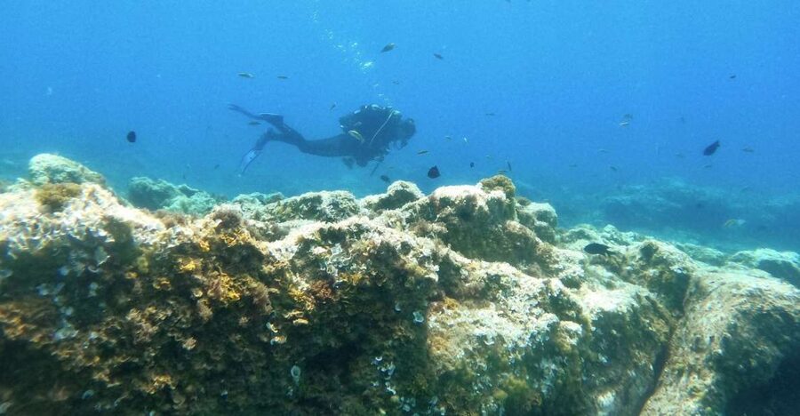 Tenerife: Puerto Colon Certified Scuba Dive by Speed Boat - How the 2 Hours Break Down Without Feeling Rushed