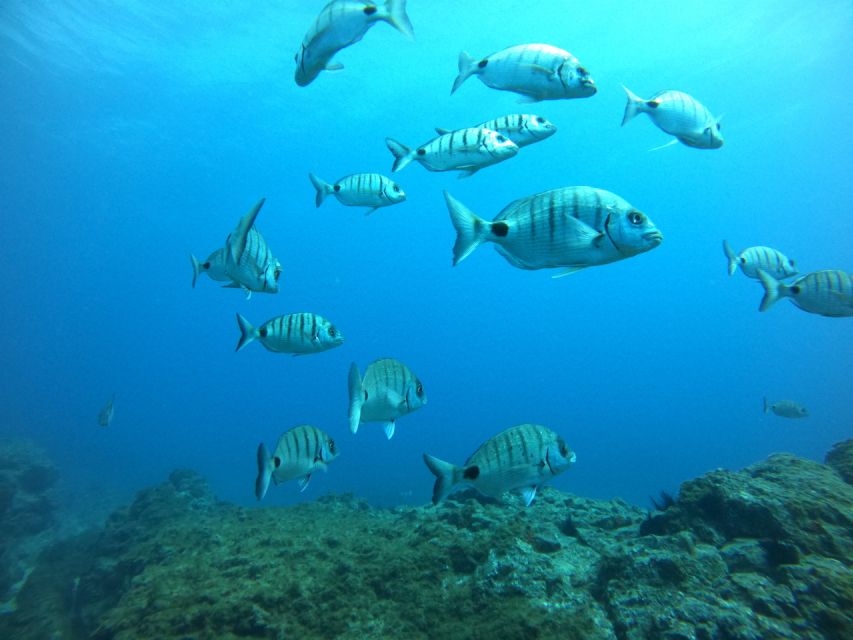 Tenerife: Puerto Colon Certified Scuba Dive by Speed Boat - Price and Value: Why $59 Can Make Sense