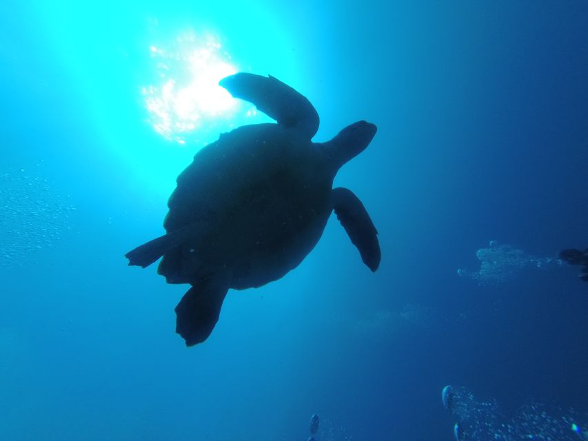 Tenerife: Puerto Colon Certified Scuba Dive by Speed Boat - Who This Is Best For (And Who Should Sit This One Out)