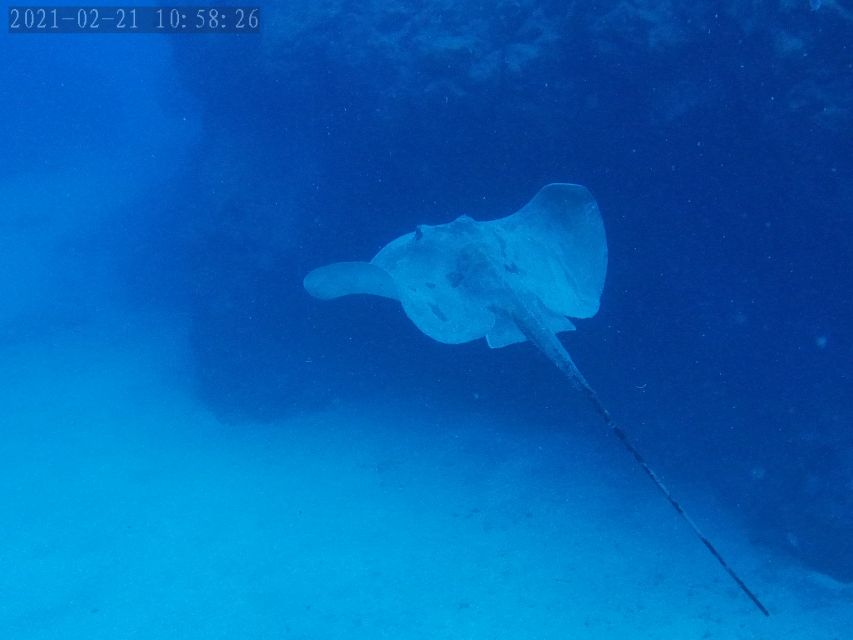 Tenerife: Puerto Colon Certified Scuba Dive by Speed Boat - Gear Up: Wetsuit to Weight Belts, Done the Sensible Way