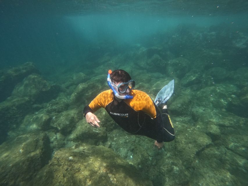 Tenerife: Puerto Colon Snorkel Safari by Speed Boat - Puerto Colón meeting point, what to look for, and when to arrive