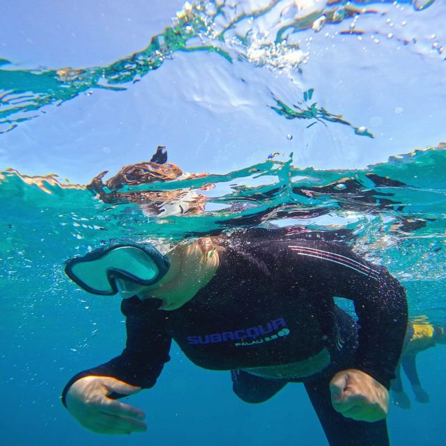 Tenerife: Puerto Colon Snorkel Safari by Speed Boat - Wildlife spotting: turtles, stingrays, and the in-between surprises