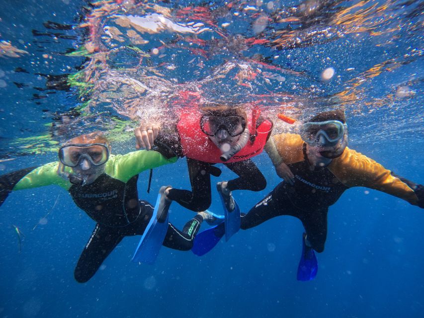 Tenerife: Puerto Colon Snorkel Safari by Speed Boat - Gear included, photos extra: what it costs in real terms
