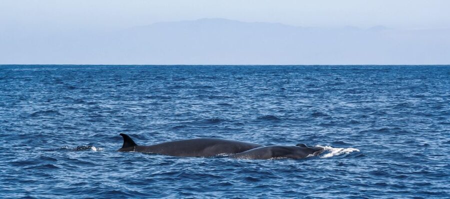 Tenerife: Sailboat Tour Whale Watching Food and Snorkeling - Price and value: why $70 can feel like a bargain here