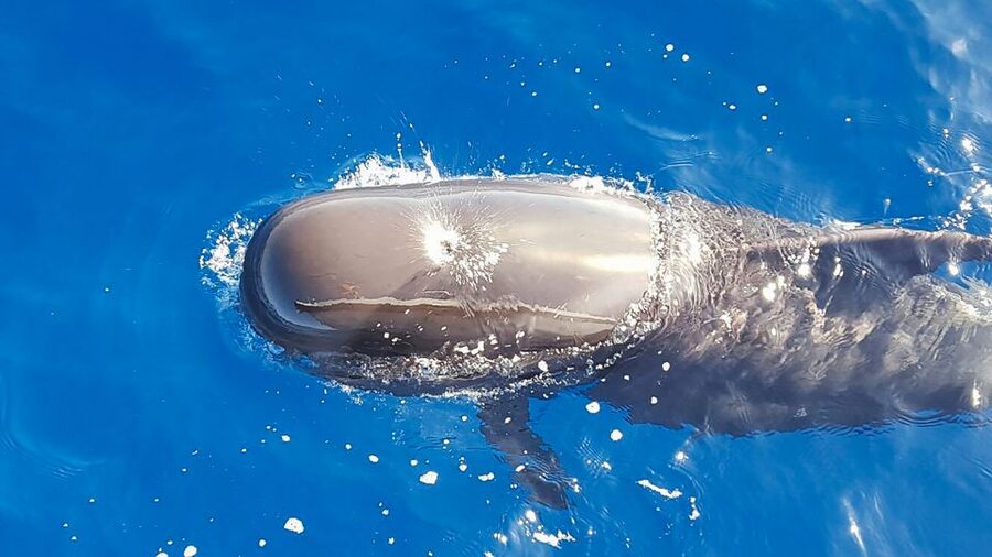 Tenerife: Sailboat Tour Whale Watching Food and Snorkeling - What you’ll see on the south coast: cetaceans first, then the extras