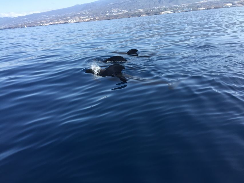 Tenerife: Sailing Excursion with Whale and Dolphin Watching - Setting off from Puerto Colón: dock zero, 15 minutes early, and no pickup