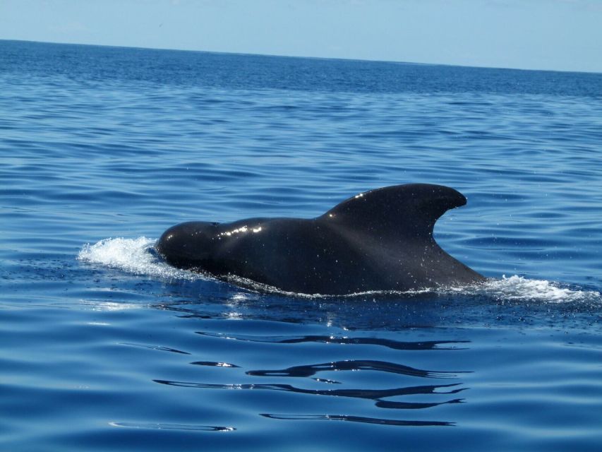 Tenerife: Sailing Excursion with Whale and Dolphin Watching - Seasickness, sun, and the rules you should follow before you step aboard