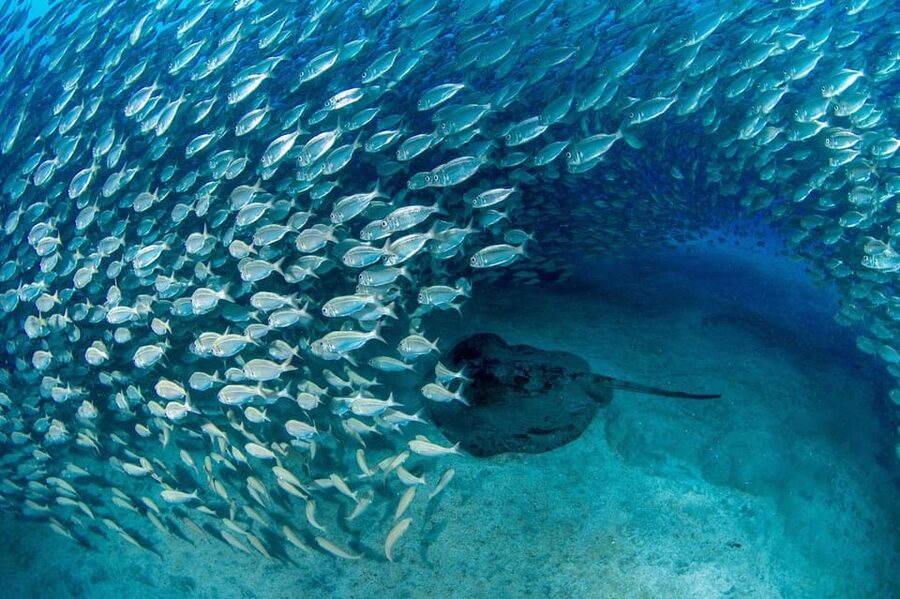 Tenerife: Scuba Diving Experience for Every Level - Key things that make this Tenerife scuba session worth it