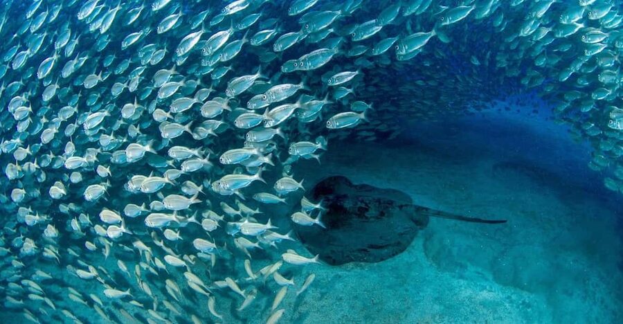Tenerife: Scuba Diving Experience for Every Level - Playa de las Vistas, Tenerife, and why this spot works for first-timers