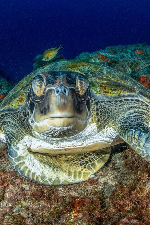 Tenerife: Scuba Diving Experience for Every Level - Safety briefing and skills practice, the part you should not rush