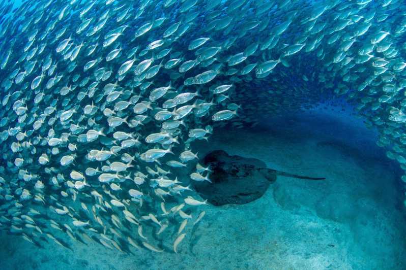 Tenerife: Scuba Diving Experience for Every Level - Transportation and meet-up reality: plan like you are meeting friends, not joining a bus