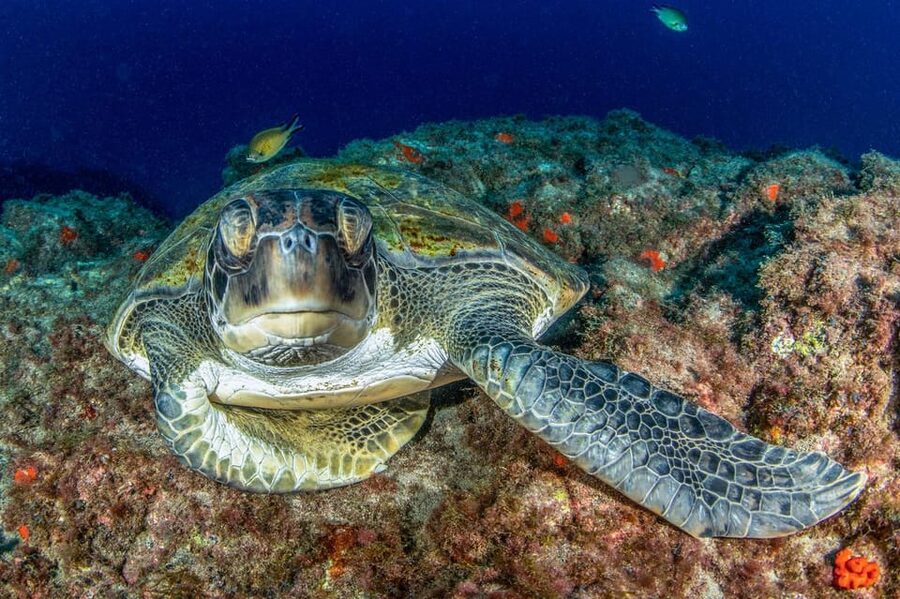 Tenerife: Scuba Diving Experience for Every Level - The 2.5-hour timeline that keeps you in the learning sweet spot