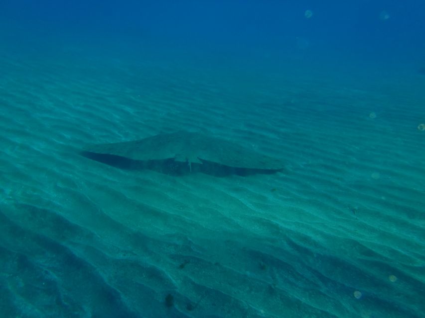 Tenerife Scuba Diving for Certified Divers - Key Things I’d Focus On