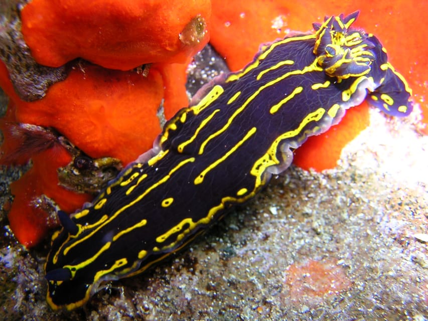Tenerife Scuba Diving for Certified Divers - My Booking Verdict: Worth It for the Abades Mix