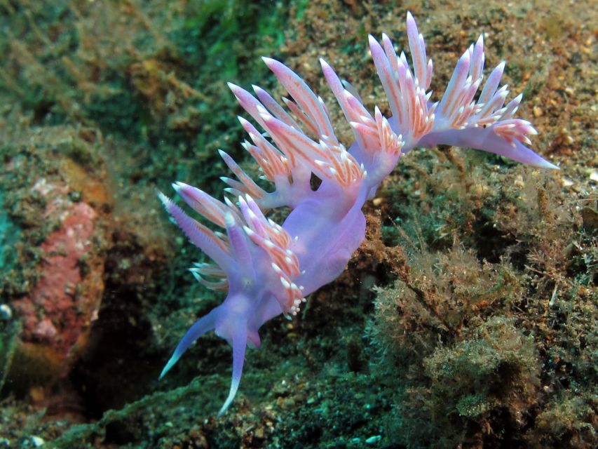 Tenerife Scuba Diving for Certified Divers - Small Groups and Level-Based Planning That Feel Human