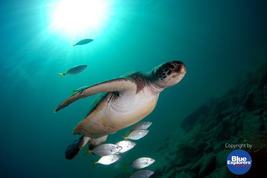 Tenerife Scuba Diving for Certified Divers - Transfers and Getting There Without the Headache
