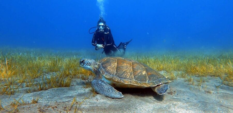 Tenerife: Scuba Diving Lesson and Abades Protected Area Dive - Why Abades is a smart underwater lesson site in Tenerife
