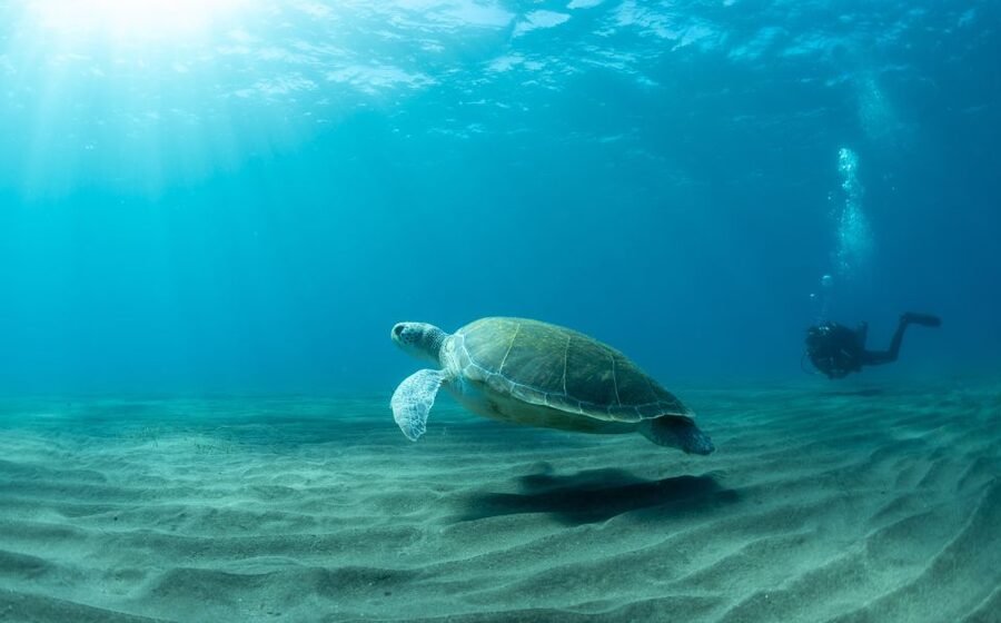 Tenerife: Scuba Diving Lesson and Abades Protected Area Dive - The 3-hour flow: briefing, gear, and a max 10-meter session