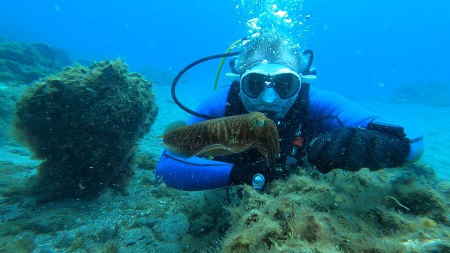 Tenerife: Scuba Diving Lesson and Abades Protected Area Dive - Marine life you can actually watch: fish schools, turtles, eagle rays, octopus
