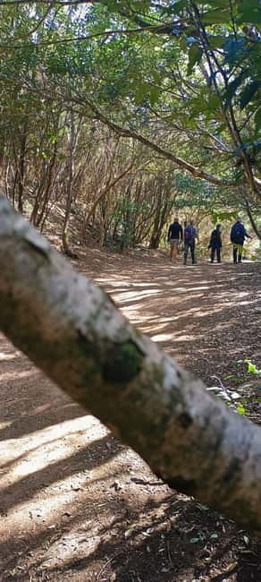 Tenerife: Senderismo Anaga, Bosque Mágico, Reserva Biosfera - What you actually do on the trail in the laurisilva forest