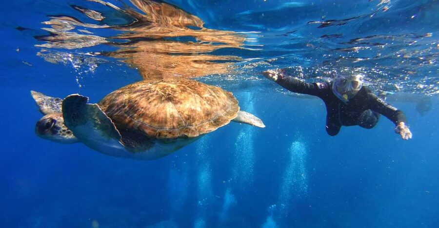 Tenerife: Snorkel with Turtles - Quick Key Points Before You Go