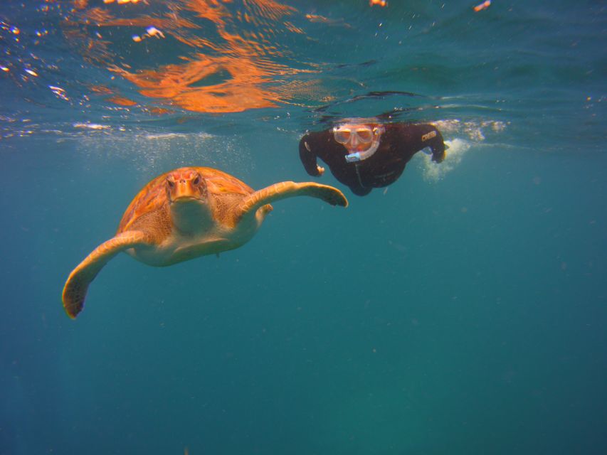 Tenerife: Snorkel with Turtles - The Snorkeling Session: How the Gear and Coaching Work Together