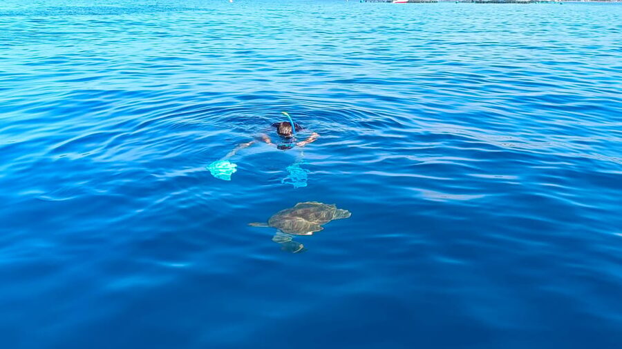 Tenerife: Snorkel with Turtles - What You Can Expect to See Underwater (And What You Can’t Control)