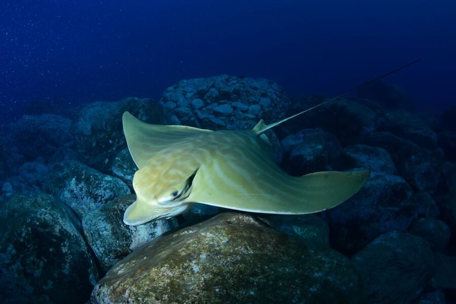 Tenerife: Snorkel with Turtles - Malpais de Rasca From the Water: Why the Setting Adds Value
