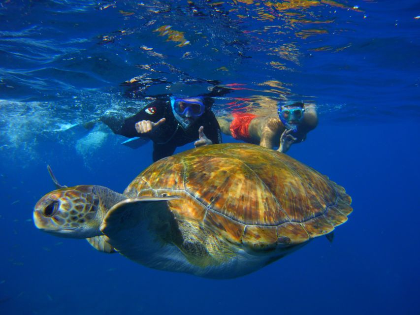Tenerife: Snorkel with Turtles - Timing That Works: Why 2 Hours Is a Sweet Spot for Most People