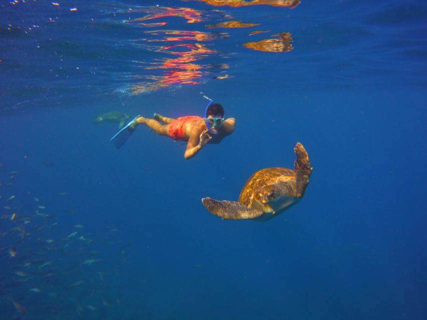 Tenerife: Snorkel with Turtles - Photos Included: What They Cover and How to Get More Memory
