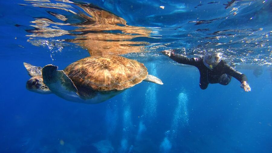 Tenerife: Snorkel with Turtles - From Marina del Sur to Malpais de Rasca: the Speedboat Start That Sets the Tone