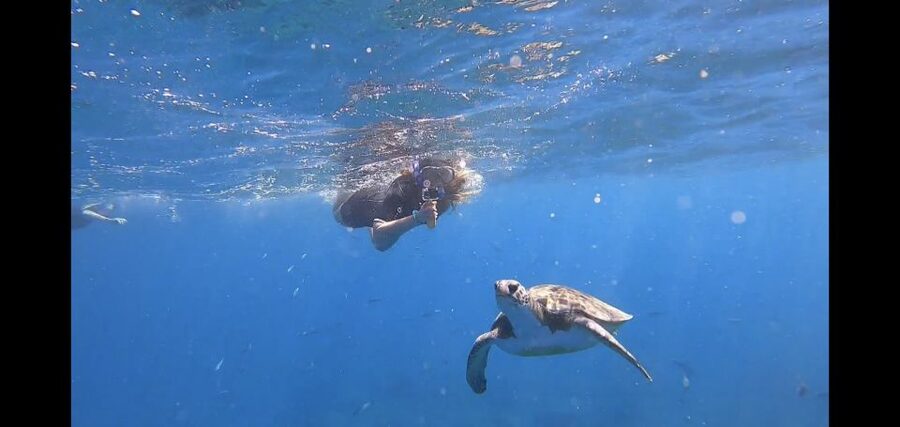 Tenerife Snorkeling boat trip in a Turtle Habitat - Where the Tenerife snorkeling trip starts, and what you’ll do first