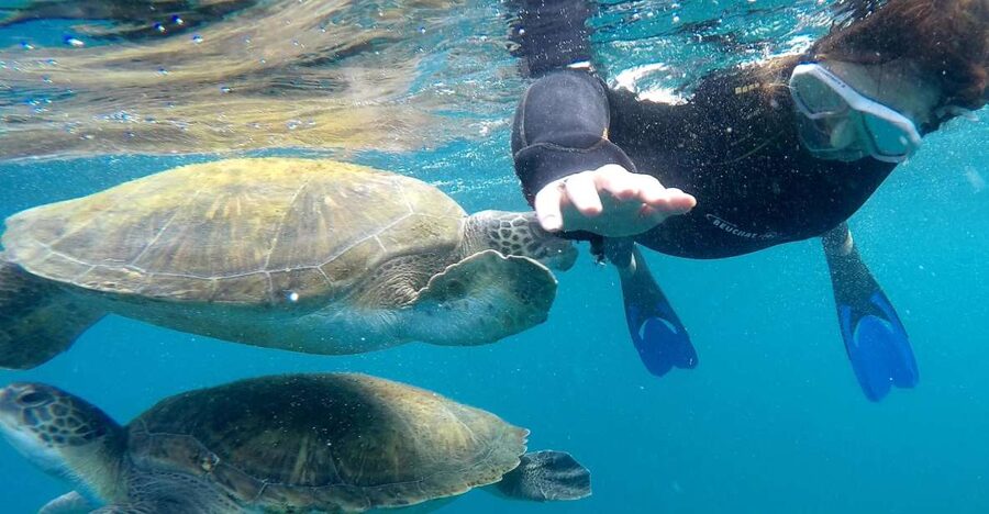 Tenerife Snorkeling boat trip in a Turtle Habitat - The 15-minute speedboat ride, when you get the coastline out of your system