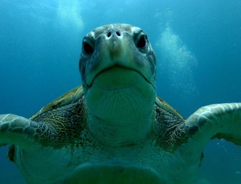 Tenerife Snorkeling boat trip in a Turtle Habitat - Equipment and comfort: wetsuits, masks, and life jackets on request