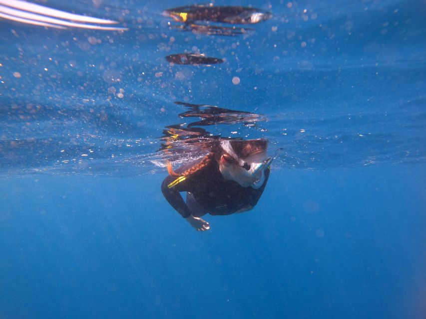 Tenerife Snorkeling boat trip in a Turtle Habitat - Guide support and the small group difference