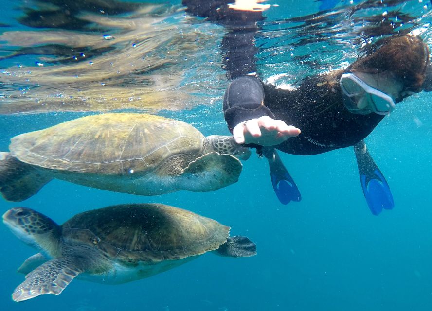 Tenerife Snorkeling boat trip in a Turtle Habitat - The 30-minute safety briefing that makes snorkeling feel doable