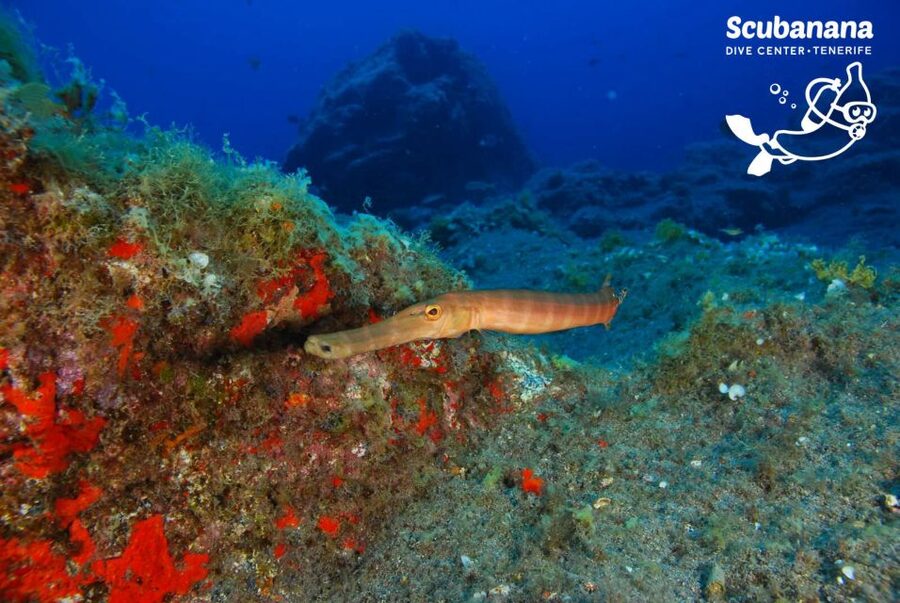 Tenerife: Snorkeling Equipment Rental in Radazul - The 24-hour rental is where the value really shows