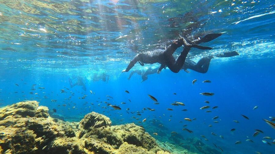 Tenerife: Snorkeling Tour in a Marine Protected Area - Practical Packing List: What to Bring, What to Skip