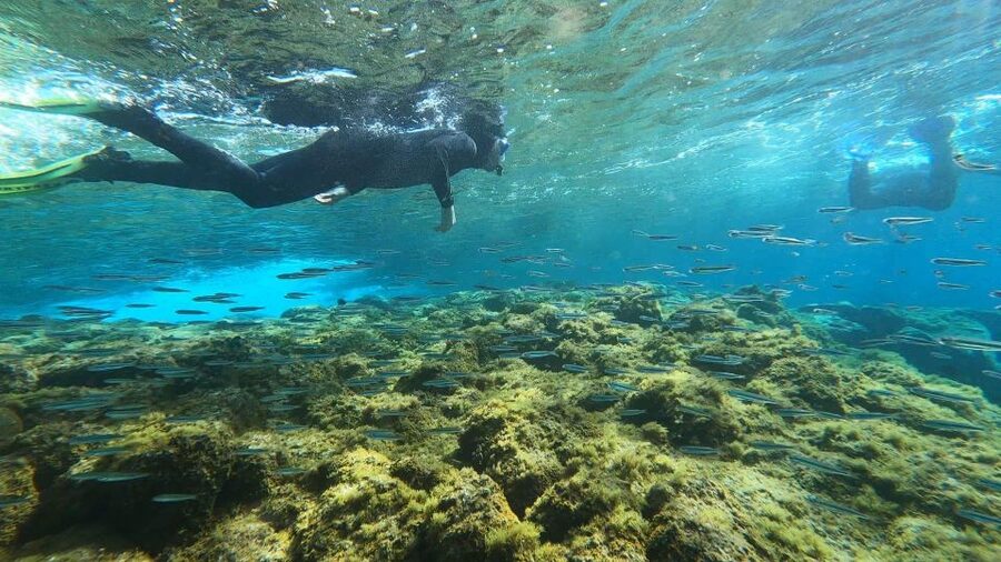 Tenerife: Snorkeling Tour in a Marine Protected Area - Entering the Underwater World: Reef Formations, Coves, and Sea Grass