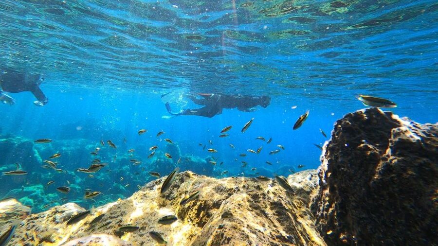 Tenerife: Snorkeling Tour in a Marine Protected Area - Wildlife You Might Spot: Fish, Corals, Rays, and Green Sea Turtles