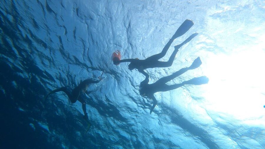 Tenerife: Snorkeling Tour in a Marine Protected Area - Price and Value: Why About $45 Can Actually Be a Smart Deal