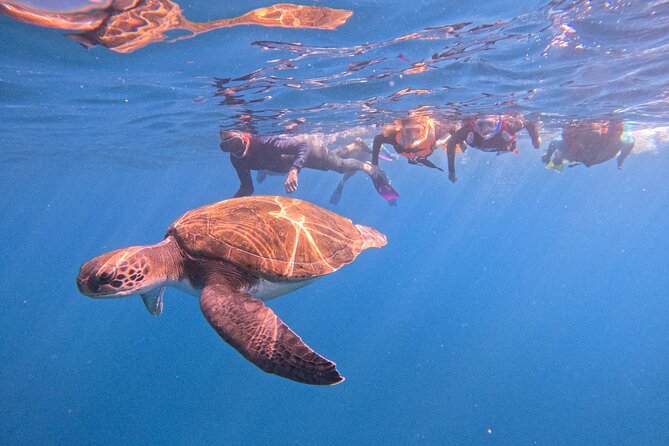 Tenerife Snorkeling Tour in turtle habitat - Quick reasons this turtle snorkeling tour works