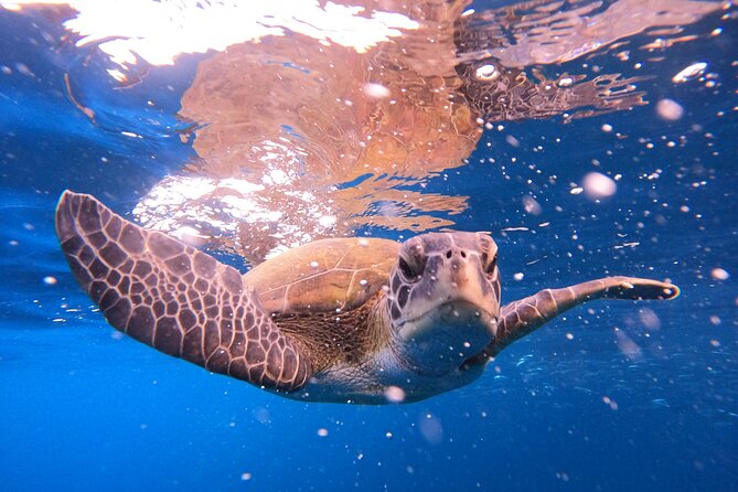 Tenerife Snorkeling Tour in turtle habitat - From Costa Adeje meeting point to the water, fast and friendly