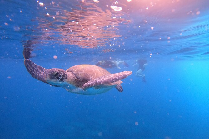 Tenerife Snorkeling Tour in turtle habitat - The snorkeling stop at El Palm-Mar, what to expect underwater