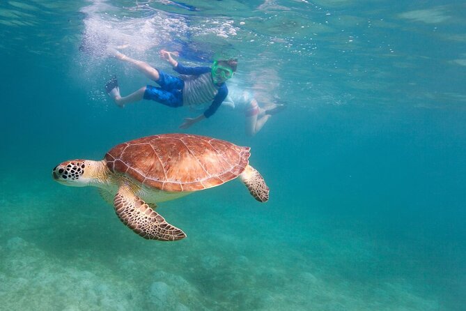 Tenerife Snorkeling Tour in turtle habitat - Return to the dive center, shower and photos while memories cool down