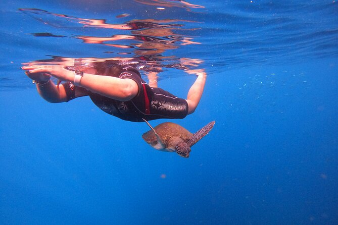 Tenerife Snorkeling Tour in turtle habitat - Price and value: is $54.07 fair for what you get?