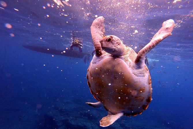 Tenerife Snorkeling Tour in turtle habitat - Who should book, and who might want a different plan